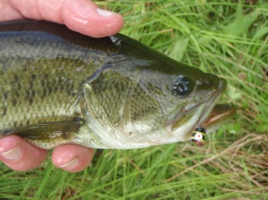 Even black bass get the blues sometimes.