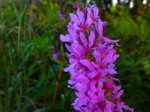 loosestrife, an invasive on the loose...